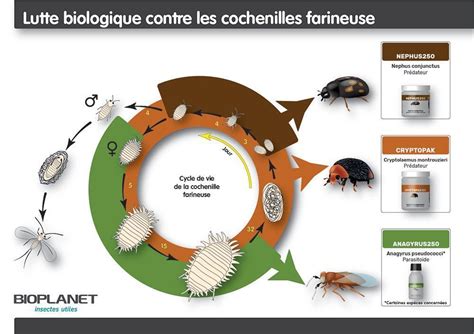 Schéma illustrant le cycle de vie de la cochenille farineuse