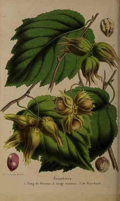 Illustration botanique du port pyramidal et du feuillage du Corylus colurna