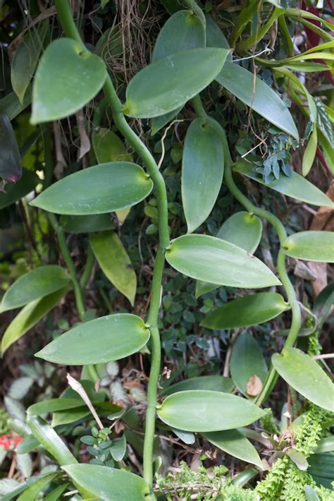 Illustration botanique d'une liane de Vanilla planifolia grimpant sur un support naturel en forêt tropicale