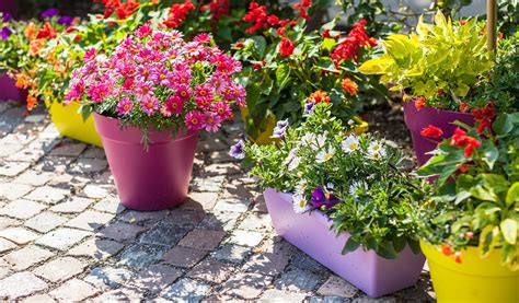 personne nettoyant un pot de fleurs en plastique