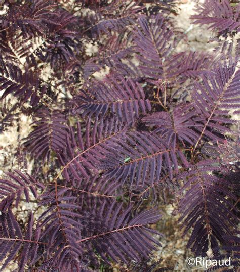 Schéma de l'Albizia julibrissin 'Summer Chocolate' montrant son feuillage et ses fleurs
