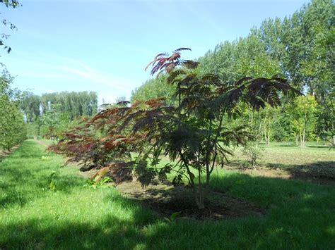 Plantation d'un Albizia julibrissin 'Summer Chocolate' en pot