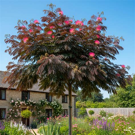 Albizia julibrissin 'Summer Chocolate' utilisé en bordure de jardin