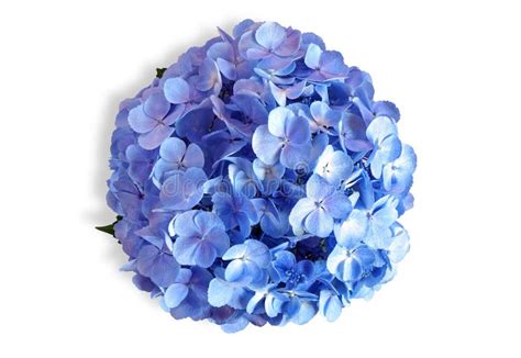 Gros plan sur une fleur d'hortensia bleu