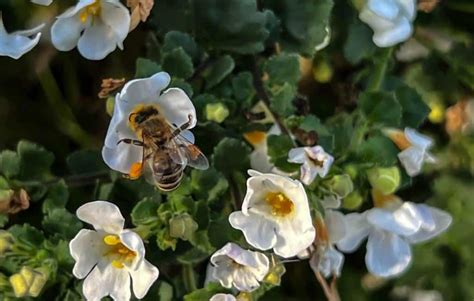 Illustration d'un jardin accueillant des pollinisateurs avec une haie mellifère