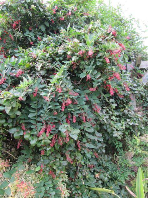 fleurs rouge corail du berberidopsis