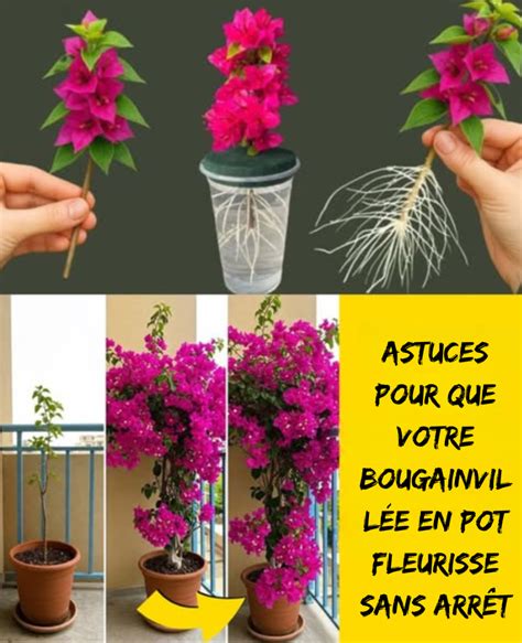 bougainvillée en pleine floraison