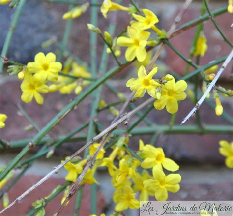jasmin d'hiver jaune en fleur