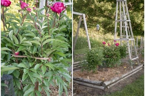 Pivoine avec un tuteur en anneau