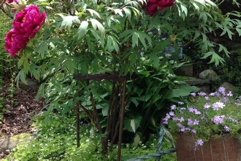 Schéma d'un tuteur en anneau pour pivoine