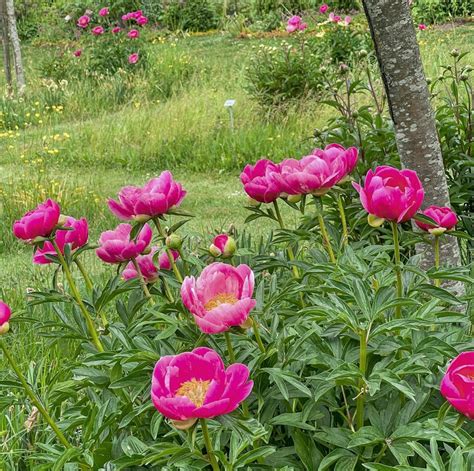 Pivoines herbacées et arbustives