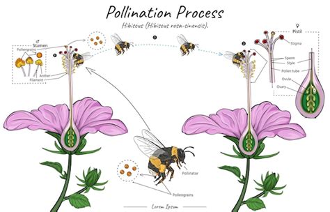 Illustration de la pollinisation manuelle pour préserver la pureté variétale