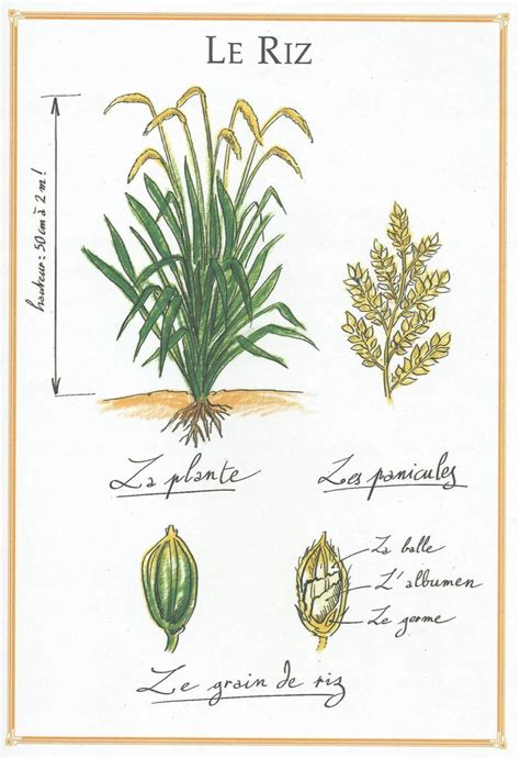 Schéma illustrant l'espacement optimal entre les plants de riz dans une rizière