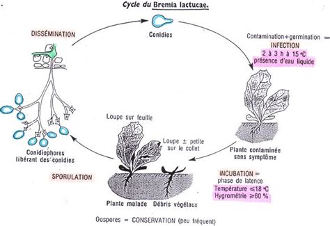 Schéma illustrant le cycle de vie du mildiou Bremia lactucae sur une feuille de laitue