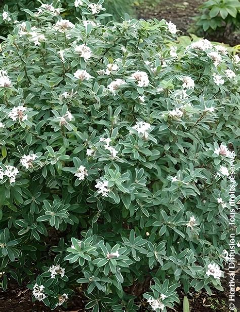 Fleurs blanches parfumées de l'Osmanthe panaché