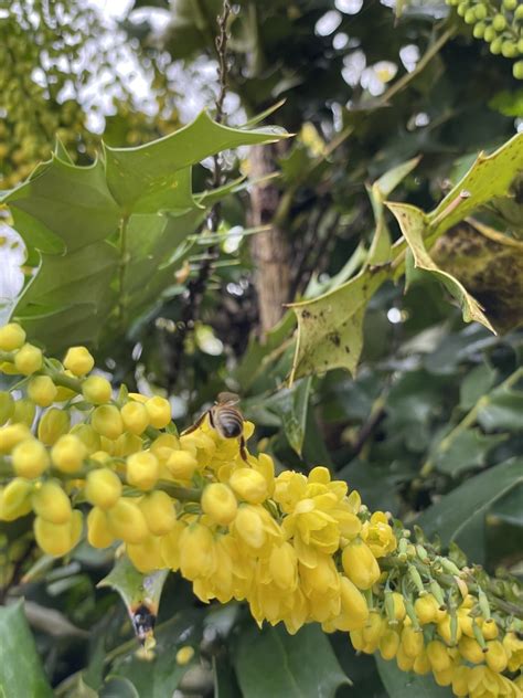 Grappes de fleurs jaunes du Mahonia bealei en hiver