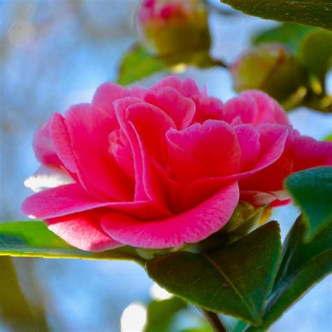 Fleurs roses vibrantes du Camélia Debbie