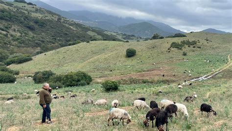 Transhumance en Corse