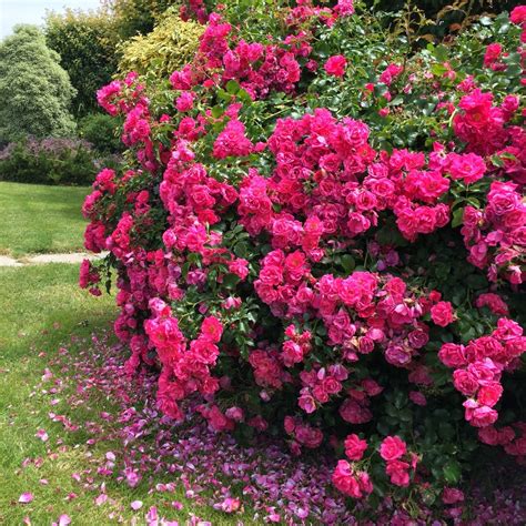Rosier Emera en pleine floraison rose fuchsia dans un jardin paysager