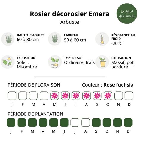 Schéma illustrant la résistance du rosier Emera et ses besoins en ensoleillement