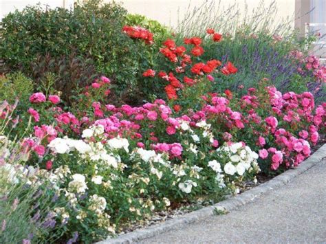 Schéma de plantation en massif associant rosiers Emera et plantes vivaces couvre-sol