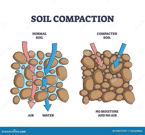 Illustration montrant l'effet de la compaction sur le développement racinaire comparé à un sol sain