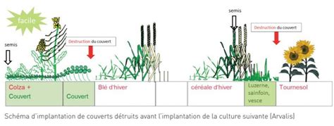 Photo comparative d'une planche avec un couvert végétal et une planche nue
