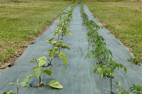 Toile de paillage installée autour de jeunes plants dans un potager