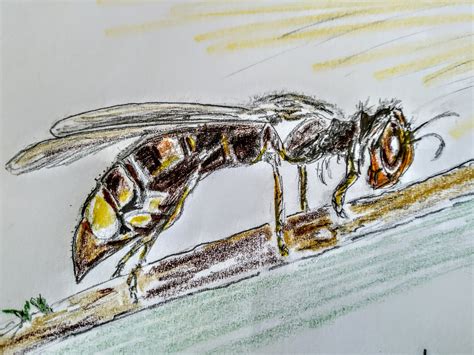 Dessin de frelon asiatique attaquant une framboise