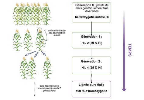 Schéma illustrant la diversité génétique d'une population de blé ancien versus une lignée pure industrielle