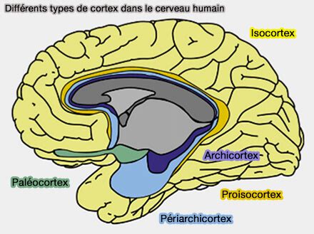 Intégration des informations olfactives dans le cortex piriforme