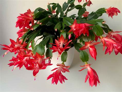 Schlumbergera en pleine floraison rose