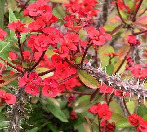 Image d'un Euphorbia milii aux bractées rouges