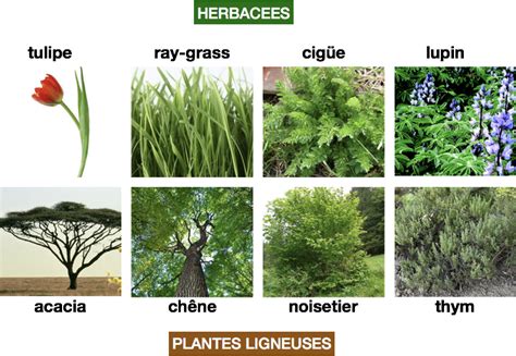 Diverses espèces de mauvaises herbes ligneuses et herbacées courantes