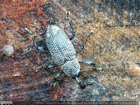 Charançon noir du figuier