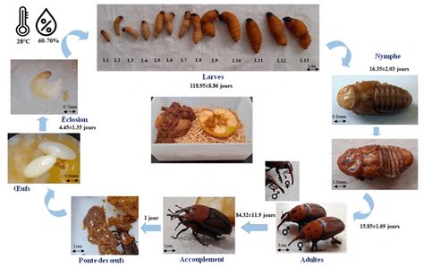 Schéma du cycle de vie du charançon du figuier