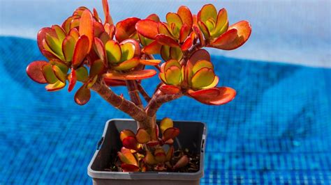 Crassula ovata exposée à la lumière