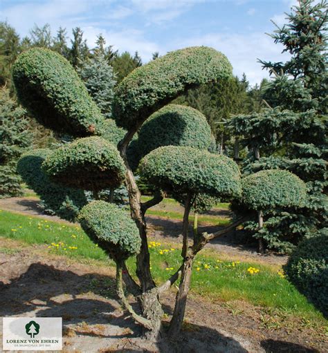 Schéma illustrant la structure d'un Juniperus chinensis Blue Alps avec ses branches dressées et ses extrémités retombantes