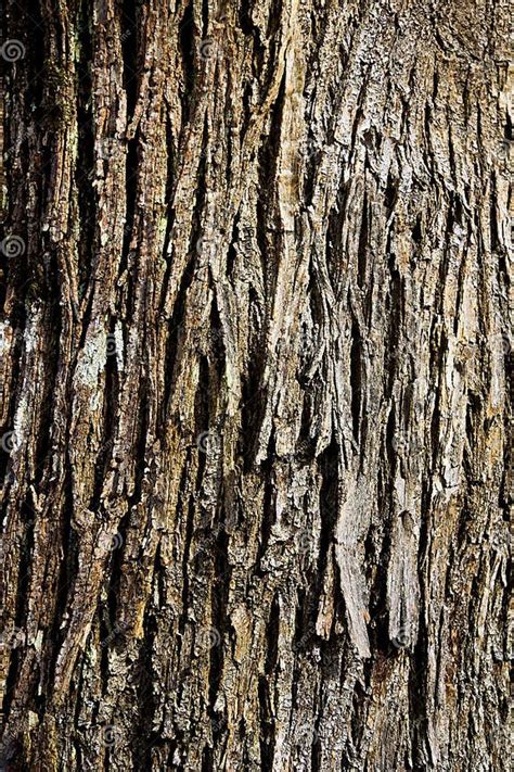 Photographie macro d'une écorce de Juniperus chinensis montrant le processus d'exfoliation
