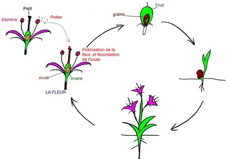 Schéma des étapes de la floraison et fructification du Citrus latifolia