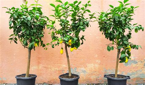 Schéma des besoins nutritionnels d'un citronnier en pot