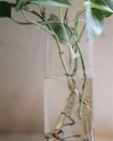 Illustration d'une bouture d'Aucuba dans un verre d'eau montrant des racines