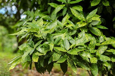 Galerie de différentes variétés d'Aucuba japonica