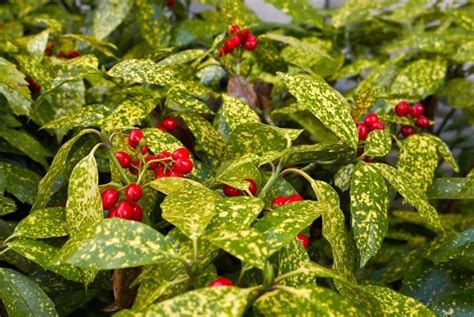 Image d'un massif d'Aucuba japonica avec ses baies rouges décoratives