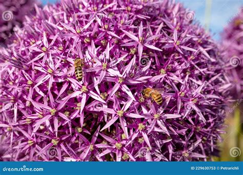Illustration de différentes variétés d'alliums ornementaux en pleine floraison