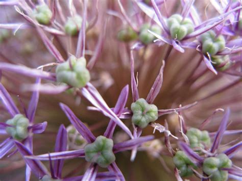 Gros plan sur les inflorescences sphériques de l'Allium christophii