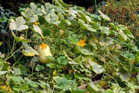 Champ de courges spaghetti en fin de saison