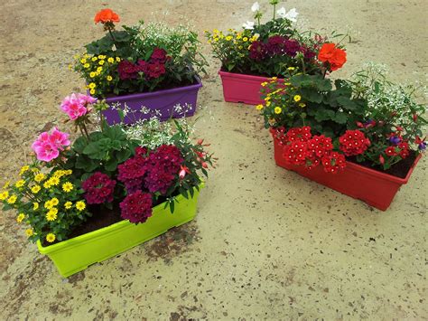 exemples de composition de fleurs annuelles et vivaces en jardinière