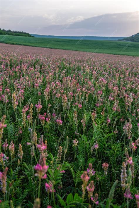 Champ de sainfoin en fleurs avec des abeilles