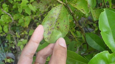 Arbre kaki avec des feuilles tachées de noir